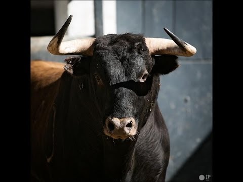Promo Venta de Toros Cerriles Manolo el Torrenti