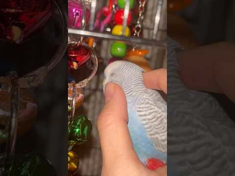 Me because #birds exist #birdybirds #beautiful #cute #pets #like #parrot #love #subscribe #comment