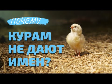 Почему курам не дают имен?
