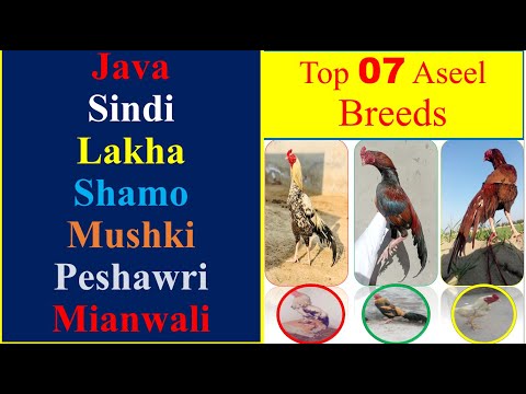 Top 7 Aseel breeds in the World