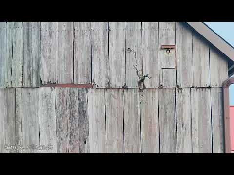 Second Kestrel Chick Fledges! | Wisconsin Kestrel Cam Outside View – June 21, 2019