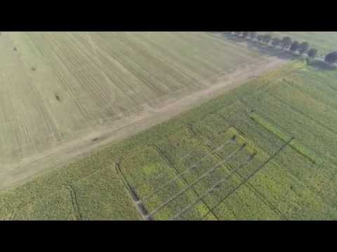 Maisfeld Heydebreck 2014 09 27