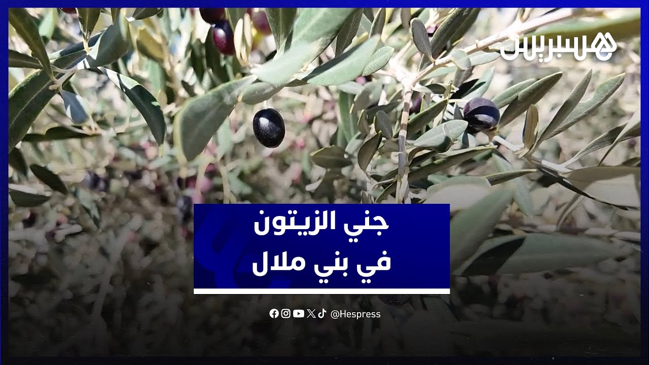 جني الزيتون في بني ملال.. محصول وفير وتوقعات بانخفاض سعر زيت الزيتون بعد الأمطار الأخيرة thumbnail