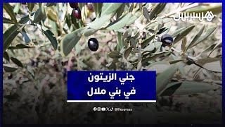 جني الزيتون في بني ملال.. محصول وفير وتوقعات بانخفاض سعر زيت الزيتون بعد الأمطار الأخيرة thumbnail
