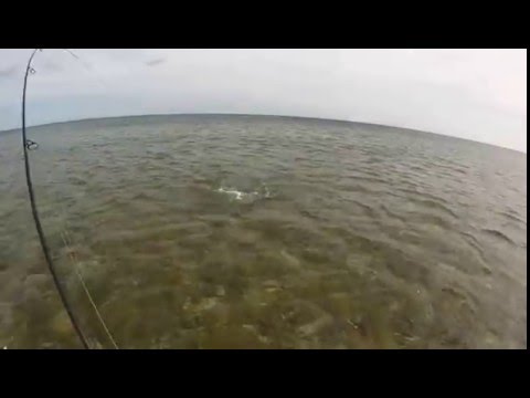 Meritaimen 80cm ja 5.46kg