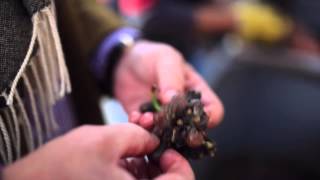 2014 Harvest Report from Dr. Loosen