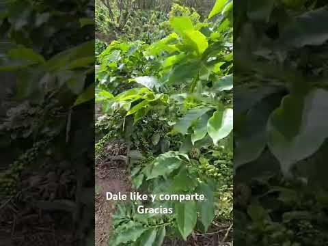 Márcala la paz Honduras