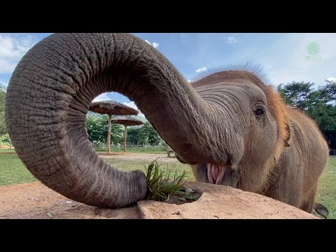 Baby Elephant Tries To Figure It Out How To Eat Grass On The Top Of Cement Pipe - ElephantNews