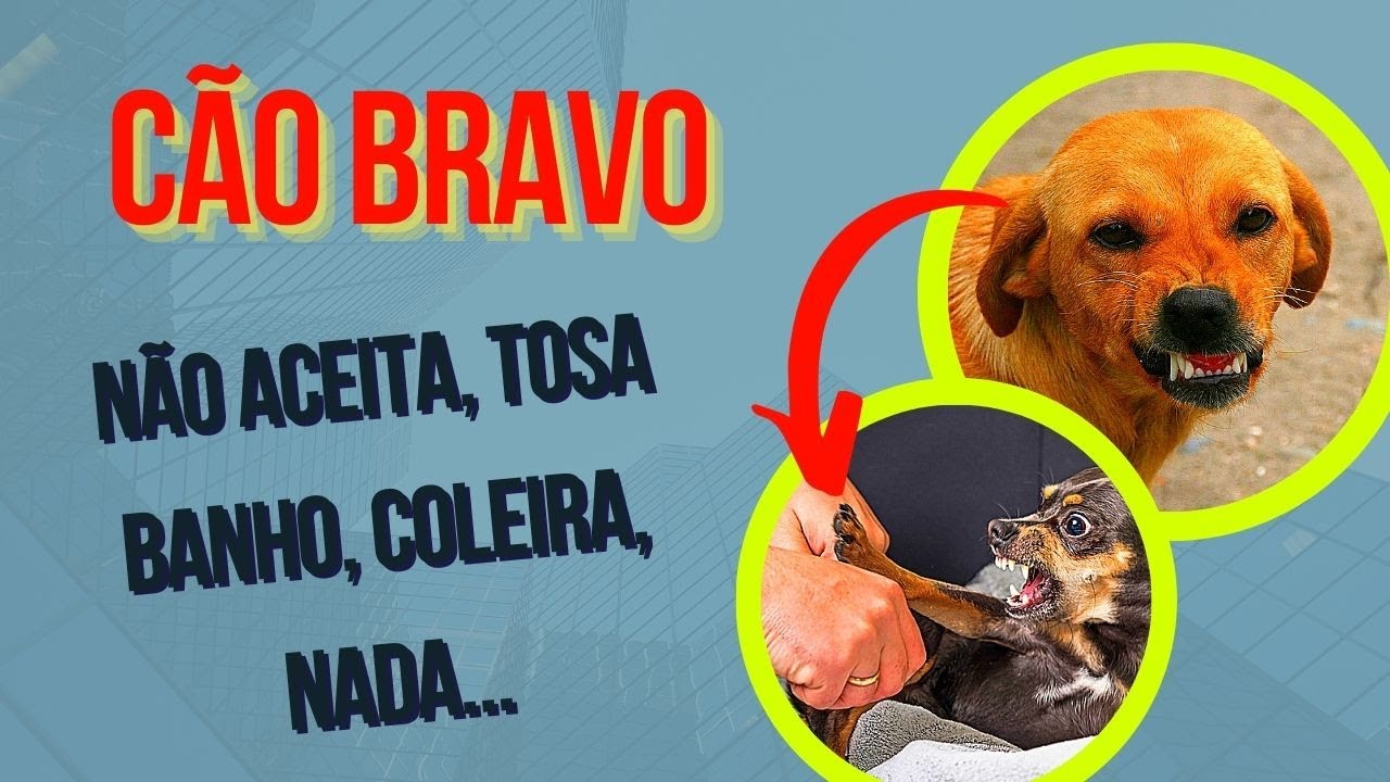 CACHORRO NÃO DEIXA TOSAR E NEM COLOCAR COLEIRA - Como Ensinar Cães a Não Morderem - Agressividade