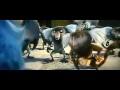 Monkeys Vs Birds From Rio