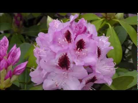 George Gershwin - But not for me | Peter Malaj - Tenorsaxophone