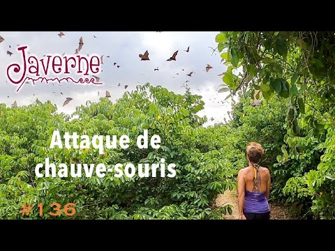 #136 Bat Attack 🦇