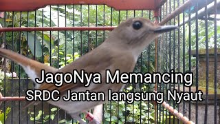 Download lagu Kicauan SRDC betina  birahi memancing Jantan Cepat bunyi dan gacor mp3