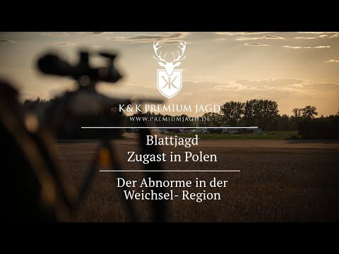 Die Blattzeit beginnt: Auf zur Jagd nach Polen!