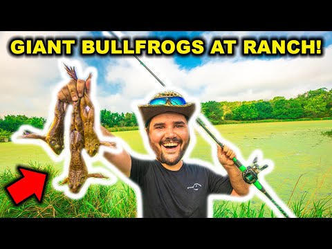 Catching GIANT BULLFROGS at My ABANDONED RANCH!!! (Catch Clean Cook)