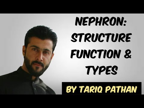 Class 12 Chapter 2 - Nephron - Structure , Function & Types by Tariq Pathan