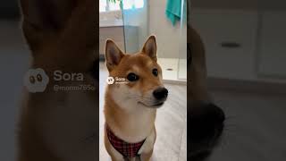 お風呂拒否が強い柴犬