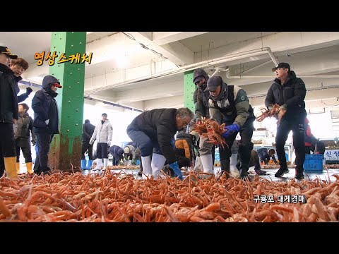 구룡포 대게 경매