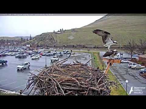 Hellgate Ospreys * Louis' Got Some Kinda Moves! * Louis & Iris Bonding Attempt * 4/8/19