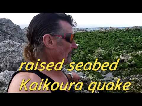 raised seabed in Kaikoura's quake