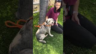 Video preview image #1 Border Terrier-Unknown Mix Puppy For Sale in Pasadena, CA, USA