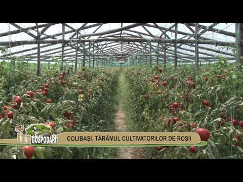 Colibasi commune, Giurgiu county - The land of tomato growers, part 2