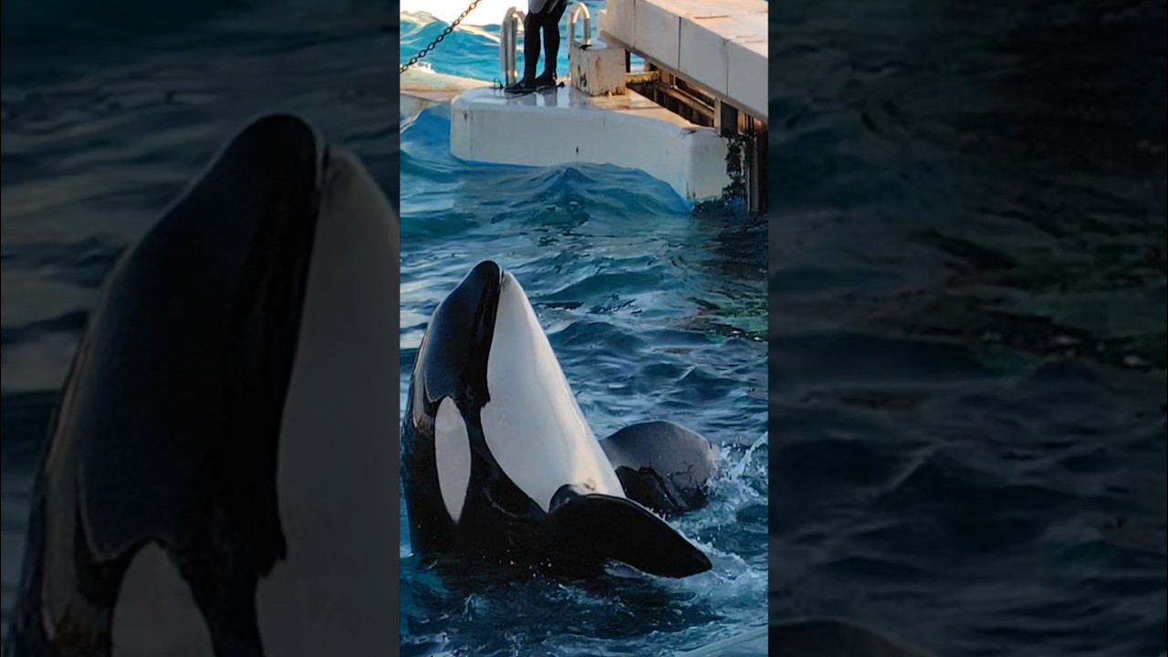 【一生懸命バイバイ👋するララが可愛い😍】鴨川シーワールド✨シャチ