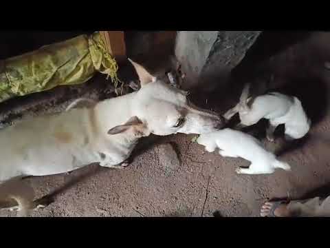 Stray Dog Gives Birth to 3 Puppies and We Start Feeding Them | Heartwarming Story