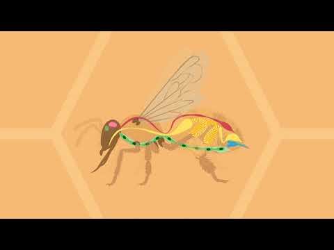 Honigbiene – innerer und äußerer Bau einfach erklärt | sofatutor