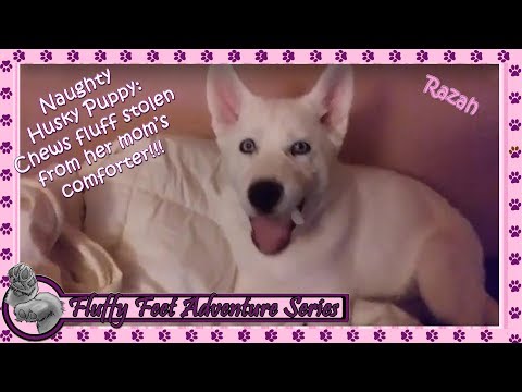 Naughty Husky Puppy: Eating the fluff from Mom's comforter!