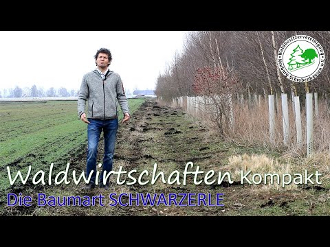 Waldwirtschaften Kompakt - Schwarzerle - Ein besonderer Baum für einen besonderen Standort