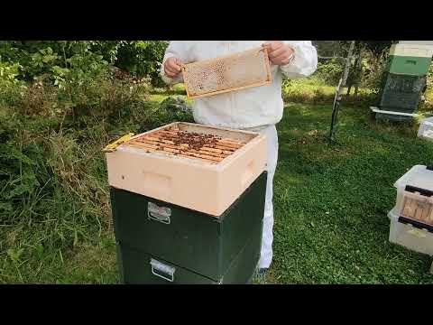 Skattning av honungsramar