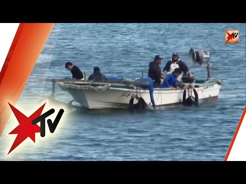 Brutale Delfinjagd in Japan - "Die Bucht" | stern TV
