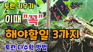 토란 크고 많이 달리게 하기 위해 이때 "꼭" 해야할일 3가지 토란곁순 제거와 곁순 심는 방법 토란 다수확방…