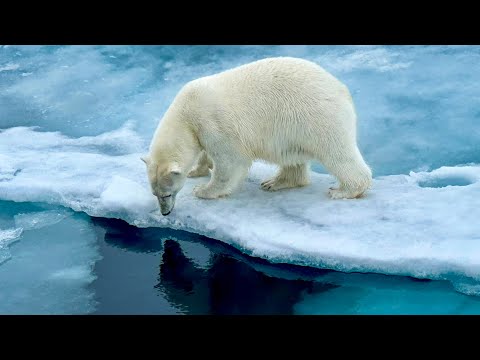 Reflections From The Edge of the Ice...