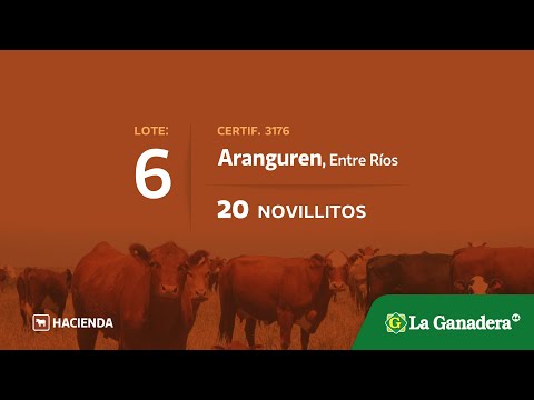 Lote Novillitos en Aranguren