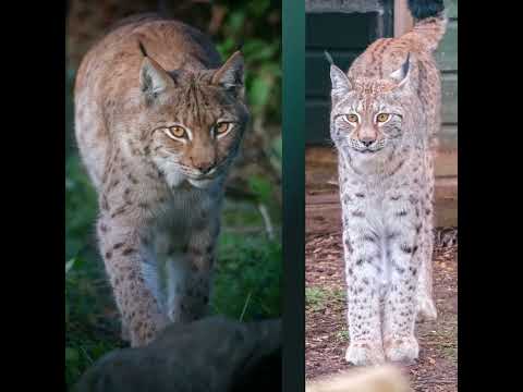 Meet Lox - our new lynx, and a mate for Finn