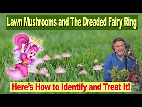 Lawn Mushrooms and The Dreaded Fairy Ring |  How to Identify and Treat It!