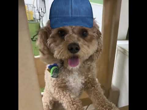 7-Wagishly Witty Words by Tucker the Dog-Dream Job #short