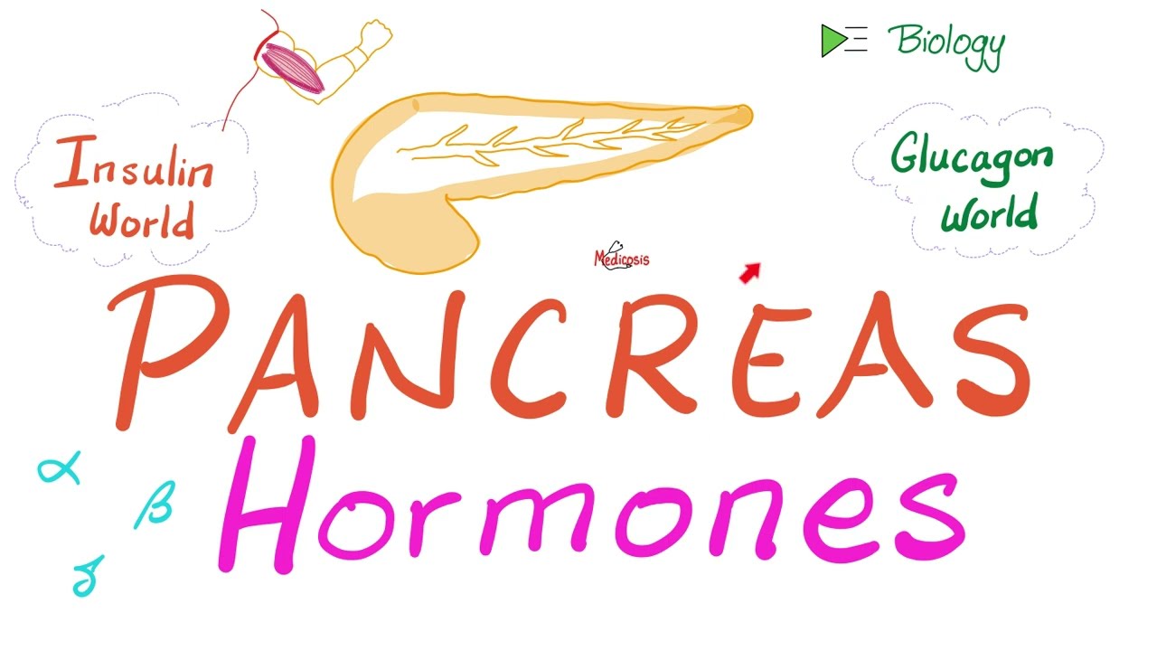 The Endocrine Pancreas (Insulin, Glucagon & Somatostatin)