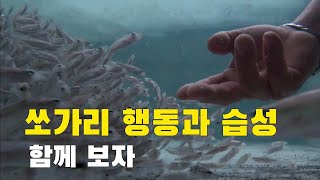 쏘가리 행동과 습성을 알아보고 이야기 해보도록 해요.