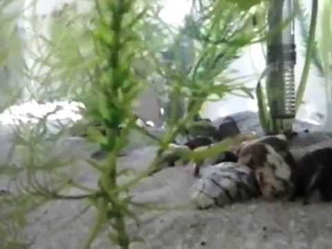 coridoras e barbos ouro