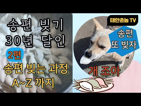 추석 송편 빚기 30년 달인의 송편 빚는 과정 A~Z 까지, 송편 만들기 2탄