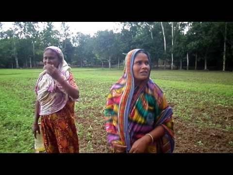 মাটিতে ধৈঞ্চা মিশ্রিতকরণ