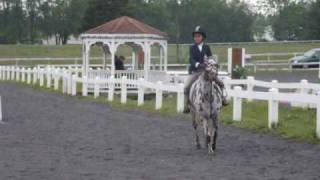 preview picture of video 'Goose Bumps wins the Small Pony Hunter O/F at A-rated Blue Rock Horse Show'