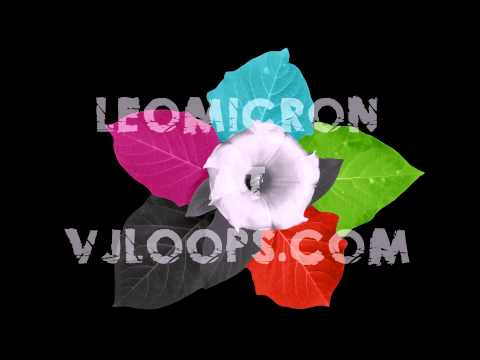 Thorn apple for a Vj