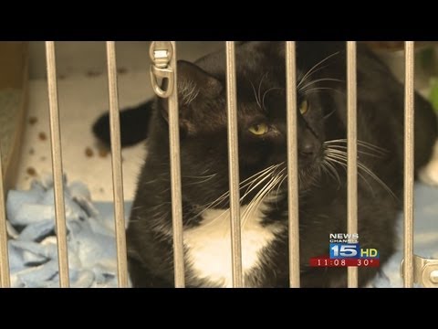 Qualified families can get pet food stamps