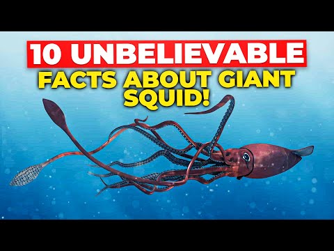 10 Unbelievable Facts about GIANT Squid!
