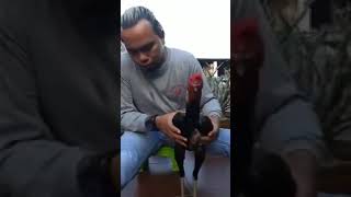 Download lagu Cara Melihat ayam tehnik dan ayam Antilok antoni mp3