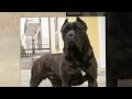 CANE CORSO GUARDIAN 